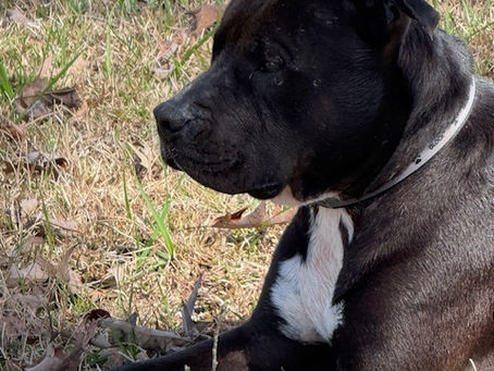 Glock's Story, March 2025