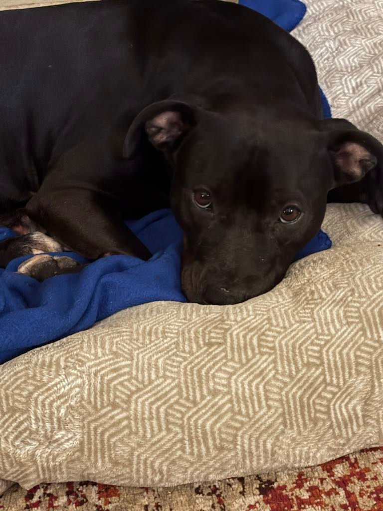 The Rise of Phoenix, April 2025