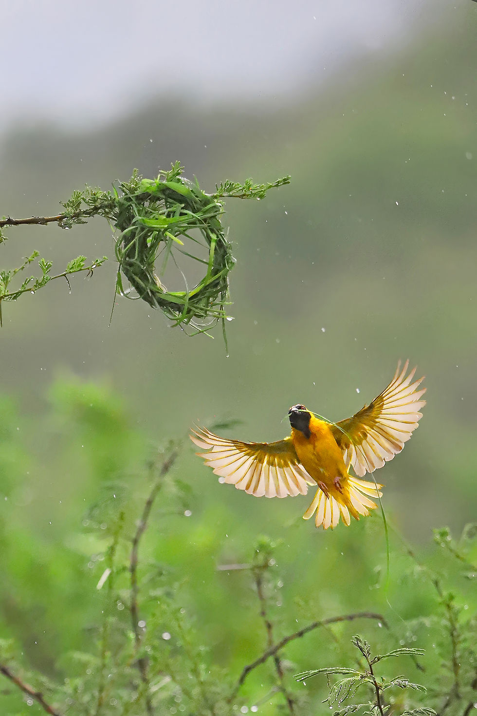 Thumbnail: Wildlife Fotografie Klas
