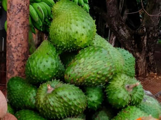 De la nature cubaine - La guanabana
