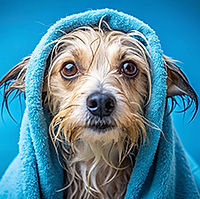 dog-with-blue-towel-with-blue-towel-that-says-dog-is-wrapped-blue-towel400x400.jpg