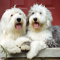 shallow-focus-shot-two-cute-sheepdogs-resting-floor400x400.jpg