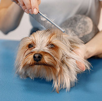 yorkshire-terrier-getting-procedure-groomer-salon-young-woman-white-tshirt-combing-little-
