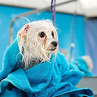 close-up-wet-bolonka-bolognese-wrapped-blue-towel400x400.jpg