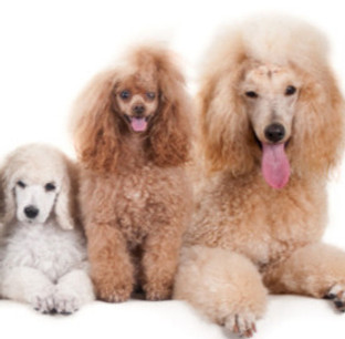 beautiful-domestic-dogs-sitting-white-surface-looking-camera1_edited_edited_edited.jpg