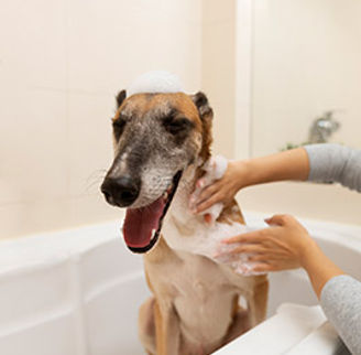 side-view-woman-washing-dogweb.jpg