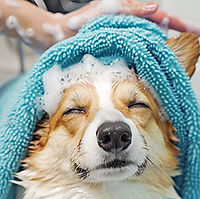 closeup-dog-being-bathed-groomer-pet-beauty-salon-studio-hairdressing-clean400x400.jpg
