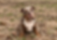 CA4E68CC-1A63-4E4A-927C-2A42C2D000CE_1_201_a.jpeg