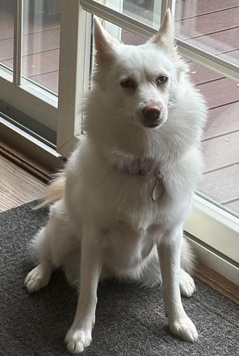 TRACY'S PET SITTING LLC Gallery 13.JPG