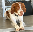 TRACY'S PET SITTING LLC Gallery 28.png