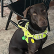 TRACY'S PET SITTING LLC Gallery 9.JPG