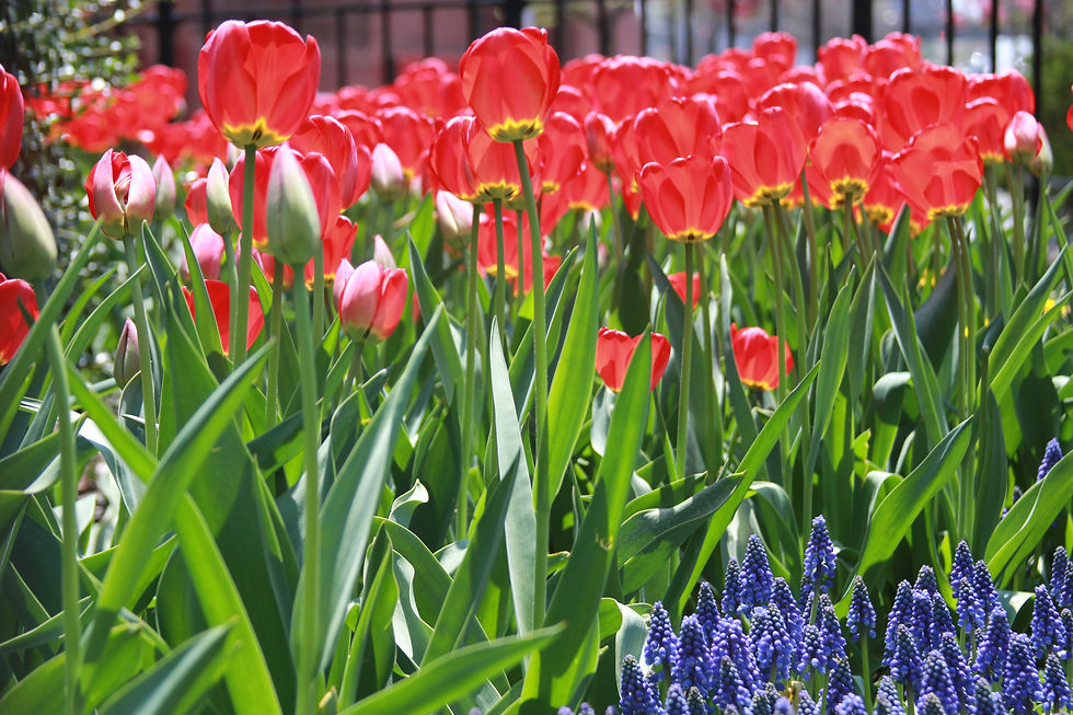 tulip4.JPG