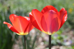 tulip8.JPG