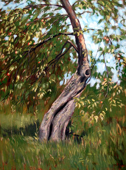 Старая яблоня