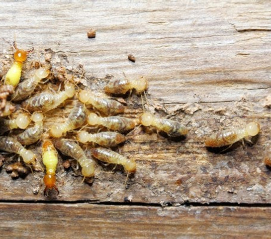 live termite