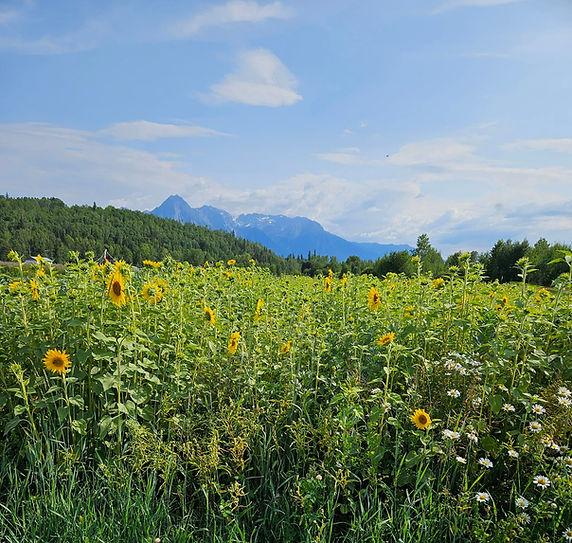 Sunfllower-Mountain.jpg