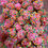 Thumbnail: Rainbow Clusters