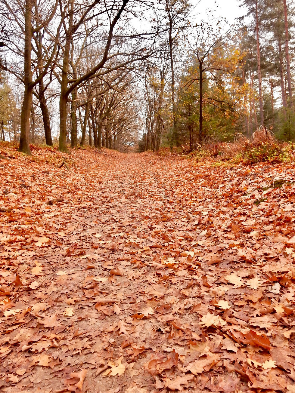 Wandeling rondom het Lierderbos 5 km