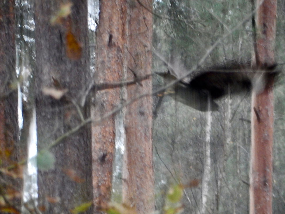 Nationaal Park De Hoge Veluwe