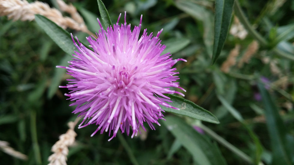 Wilde bloemen rondom camping