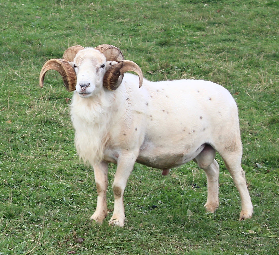 Sheep Breeds | Rustaret Farm