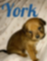 Baby York