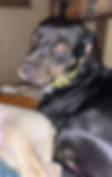 DOLCE