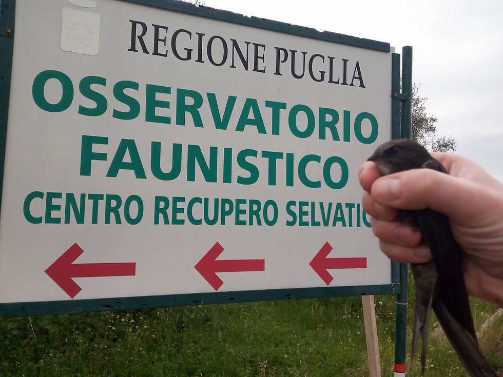 Salvato rondone Apus pallidus #Giovinazzo_#Bitetto