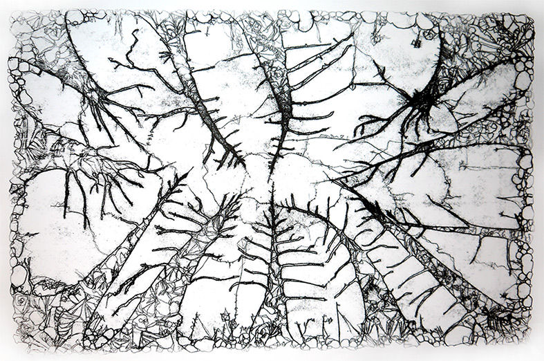 Canopy