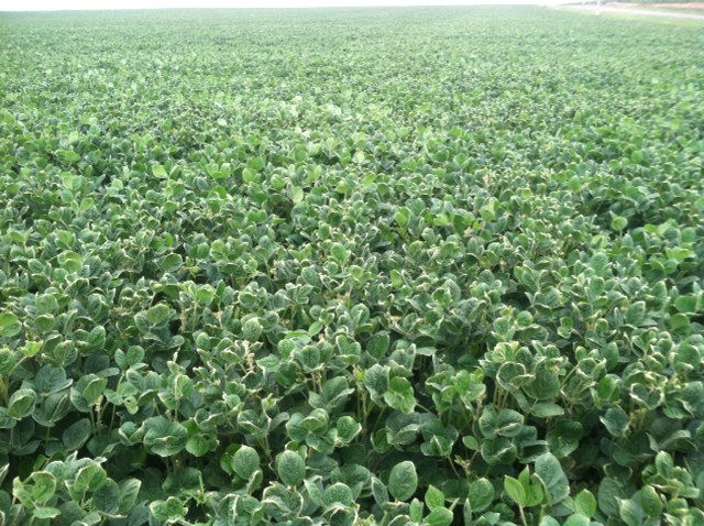 A Central Illinois soybean field experiences cupped leaves likely from dicamba drift / CIFN photo.