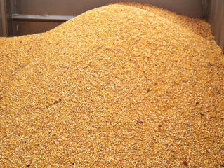 Illinois stocks, small grains info