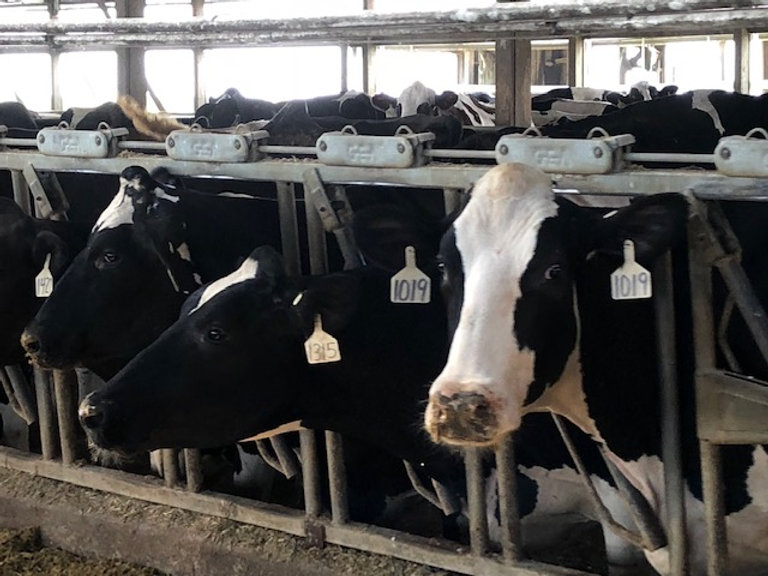 Online livestock certification offered