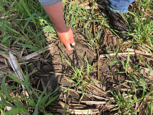 Livingston County farmer Jay Whalen checks his soil through cover crops last spring / CIFN file photo.