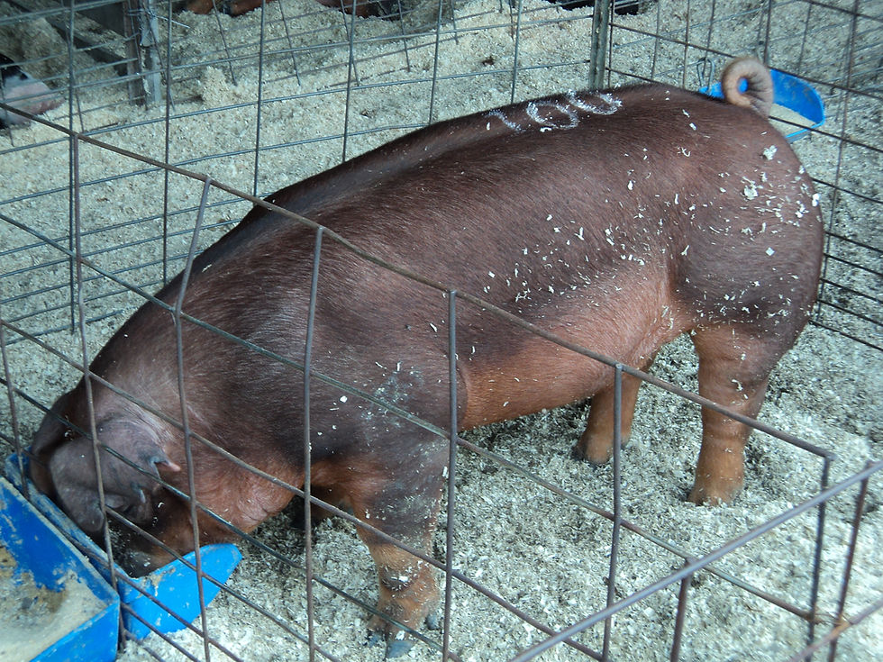 Livestock grants available