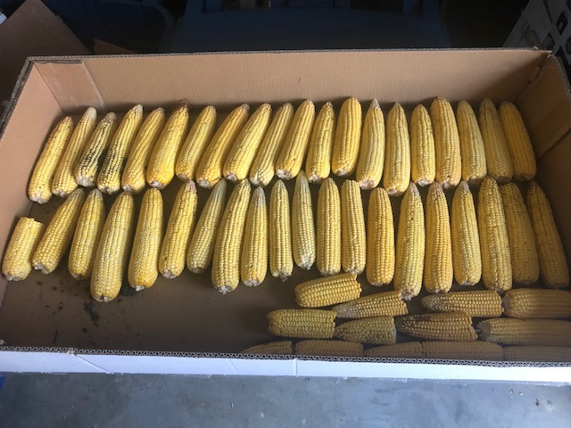 Corn is shown after a local crop tour in McLean County this month / courtesy of Tom Kahle.