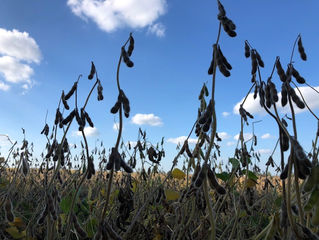 Oct. is SCN action month