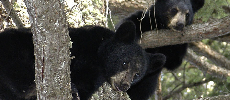 The Curious Life of Hibernating Black Bears