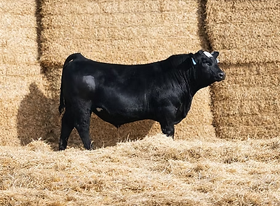 Bull in the ring