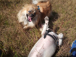 Jack y Abby