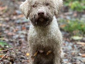 Il Lagotto Romagnolo è il cane giusto per te?