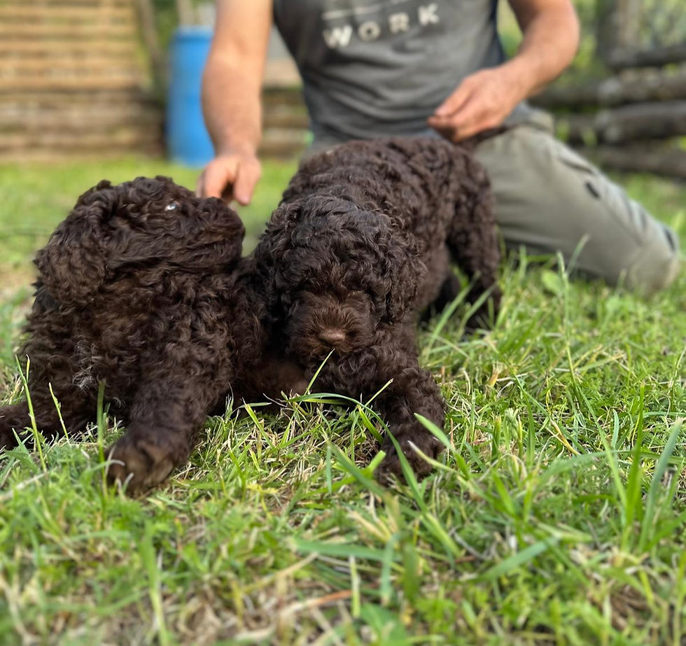 Come scelgo le famiglie dei miei cuccioli