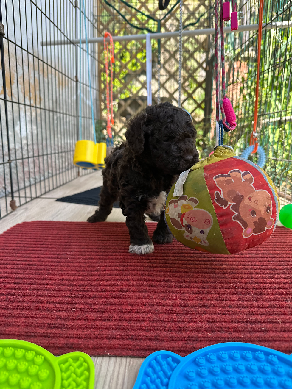 Ran 1 mese