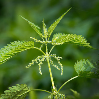 Close-up image of a young vine shoot, also known as a bud or 'bourgeon', in its early growth stage, showing delicate green leaves emerging from the vine stem.