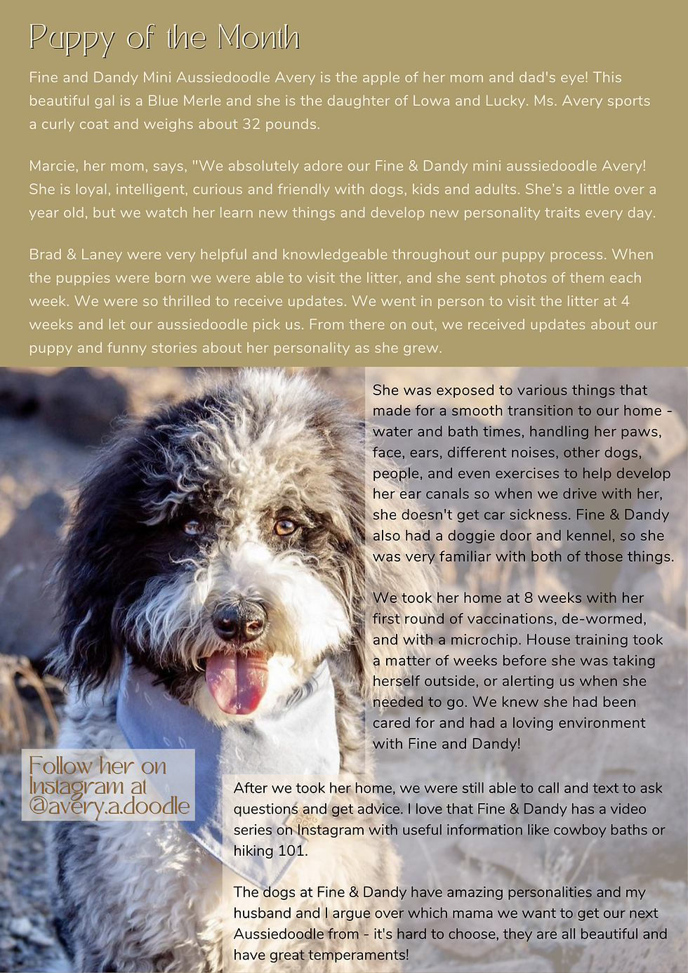 Grey and white aussiedoodle in North Carolina