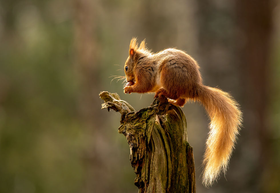 Backlight Squirrel hidden logo.jpg