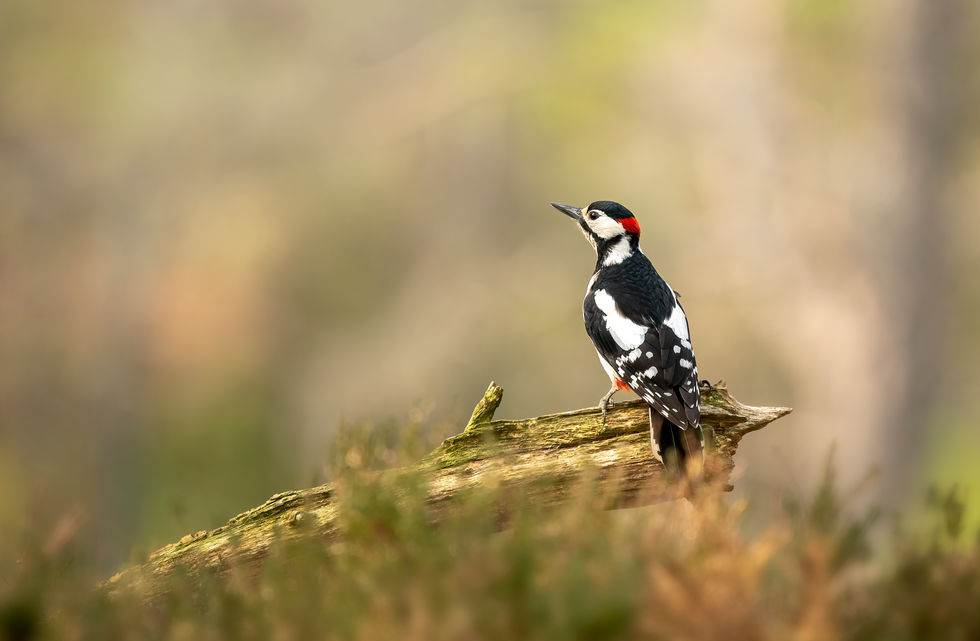 Great spotted woodepecker 1 copy.jpg