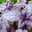 Miniature : Basilic "Rouge Osmin" BIO