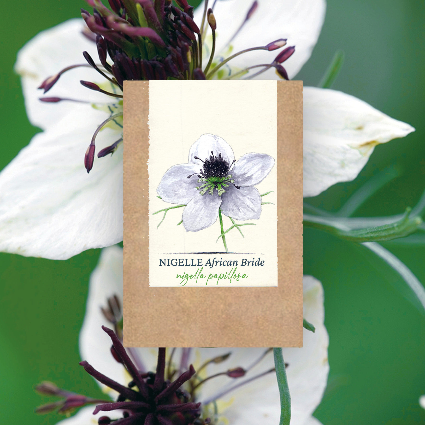 Nigelle "African Bride" BIO