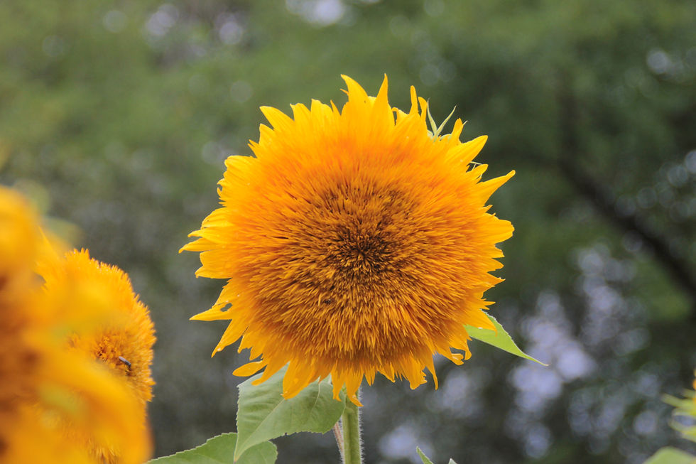 Miniature : Tournesol "Giant Sungold" BIO