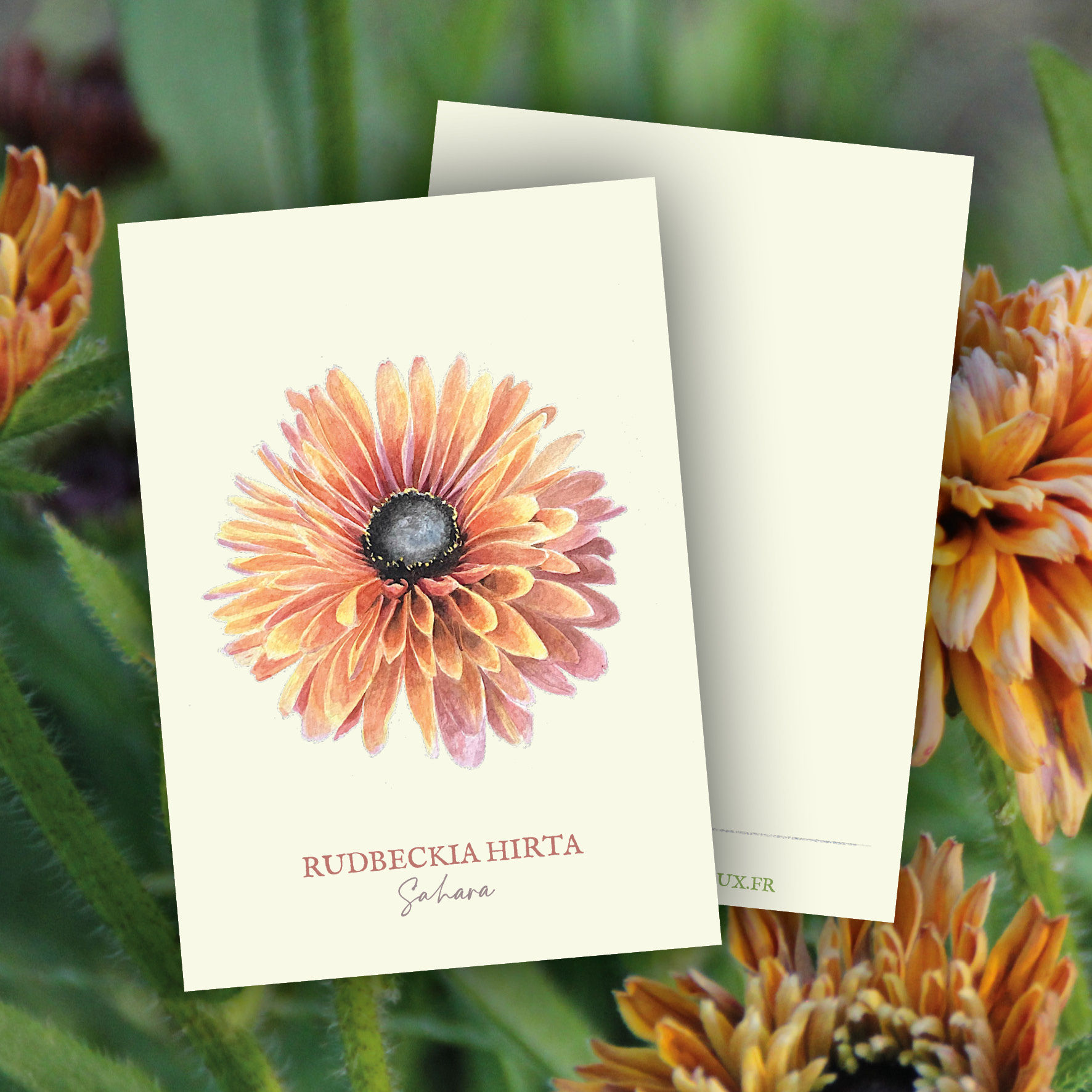 Carte Postale "Rudbeckia hirta"